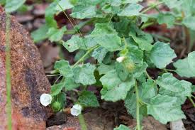 Image result for Pavonia leptocalyx