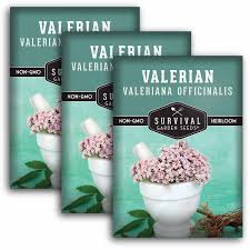 Image result for Valeriana