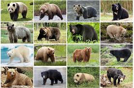 Animated holiday storytime bear, 18 in. Animals Bears Quiz