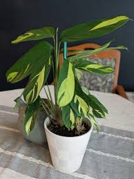 Image result for Ctenanthe marantifolia