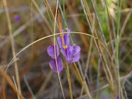 Image result for Burmannia