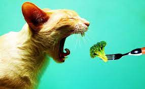 Cat Eating A Broccoli Hd Wallpaper Cat Yawning Cat And Dog Videos Cats