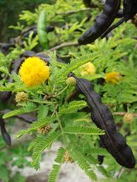 Image result for Acacia farnesiana