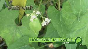 Weed Of The Week 1058 Honeyvine Milkweed Air Date 7 15 18 Youtube