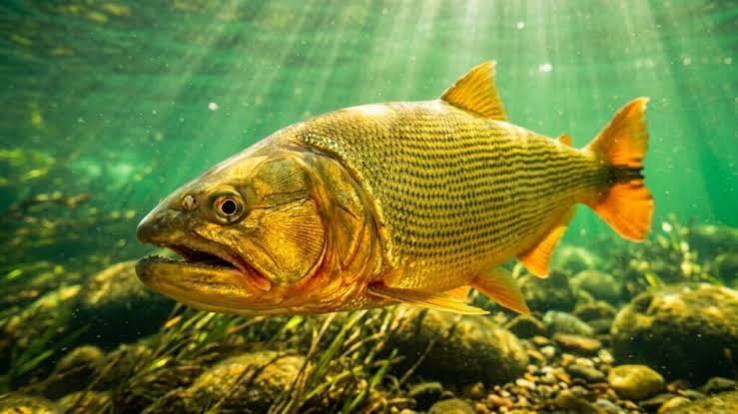 O peixe dourado brasileiro que sobe rios contra a correnteza por mais de 600 quil&ocirc;metros s&oacute; para se reproduzir - Brasil 247 - Tendencias