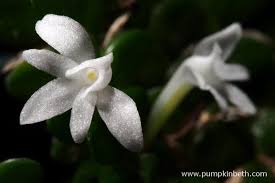 Image result for Angraecum distichum