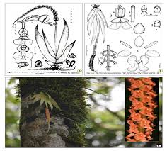 Image result for Oberonia