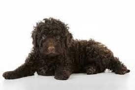 Please, change your search criteria and try again. Jd 21583 Dog Spanish Water Dog Puppy Lying Down Print 5272159