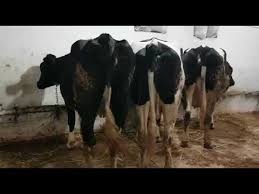 Sut Inegi Holstain Satiliksutinegi 05422836708 Youtube In 2020 Animals