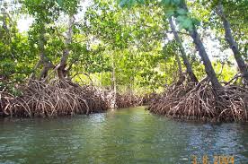 Mangrove Swamps Honeymoon