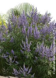 Image result for Vitex franceseana