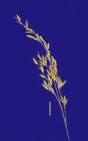 Image result for Eragrostis atrovirens