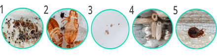 Get rid of bed bugs in couches, beds and furniture. How To Get Rid Of Bed Bugs On Couches And Furniture
