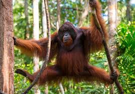 Although rainforests cover only about 6 perc the rainforest action network indicates that about half of the world's animal specie. What Big Animals Live In The Rainforest Quora