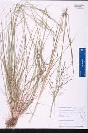 Image result for Eragrostis sarmentosa
