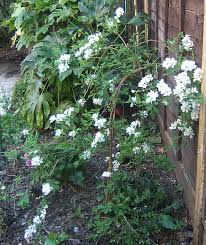 Image result for Exochorda