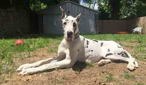 Learn how to potty train a puppy in 6 days for free. Do You Know The Great Dane K9 Research Lab