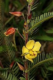 Image result for Chamaecrista zambesica
