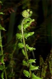 Image result for Pneumatopteris