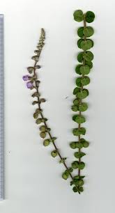 Image result for Tinnea