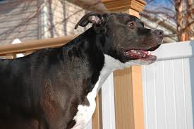 Maybe you would like to learn more about one of these? Pitbull Lab Mix Labrabull Facts Temperament And Grooming