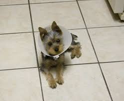 See full list on petmd.com Why You Should Neuter Your Male Dog Pethelpful