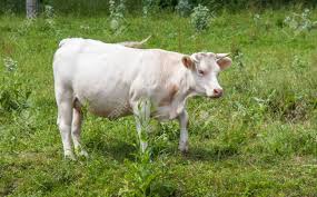 Pour les articles homonymes, voir charolais. Vache Charolaise Au Paturage Banque D Images Et Photos Libres De Droits Image 87512291