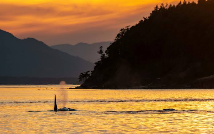 The Best Things To Do On San Juan Island, Washington - Food, Wine & Travel