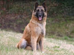 Malinois, tervuren, groenendael et laekenois. Berger Belge Chiot