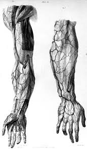 The arm's curved shape comes from its major exterior muscles. Vein Drawing On Hand Novocom Top