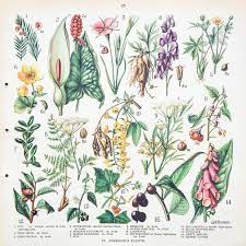 It is also one of the deadliest flowers out there. 42 Poisonous Plants Ideas Poisonous Plants Botanical Prints Plants