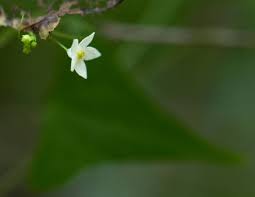 Image result for Zehneria tridactyla