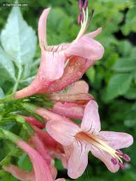 Image result for Tecoma capensis