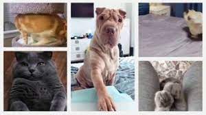 Iams™ was founded in 1946, when paul f. Iams Tv Commercial Pet Remix Ispot Tv