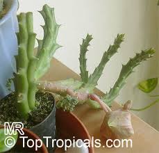 Image result for Orbea variegata