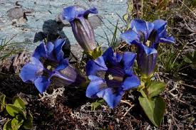 Image result for Gentianaceae