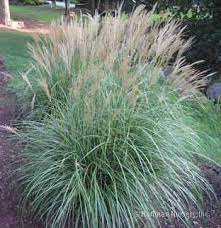 Misconthus Sinesis Adagio Adagio Maiden Grass Outdoor Plants Ornamental Grasses Landscape Design