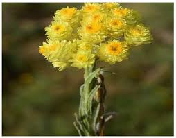 Image result for Helichrysum aureum