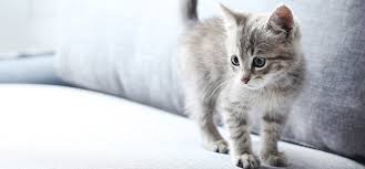 Les chiffres montrent qu'un chat bien soigné, vacciné et avec un régime alimentaire adapté à ses besoins peut vivre jusqu'à 15 ans. Quand Est Ce Qu Un Chaton Devient Chat Adulte Perfect Fit