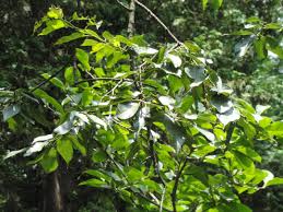 Image result for Prunus cerasoides
