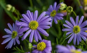 Image result for Brachycome