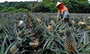 Sebelumnya, apa itu enzim bromelain? Buah Terlarang Rakyat Taiwan Diminta Makan Lebih Banyak Nanas