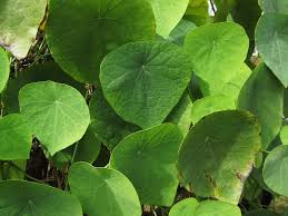 Image result for Macaranga schweinfurthii