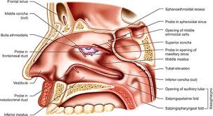 The posterior ethmoidal sinuses open out at the level of the superior meatus. Jaypeedigital Ebook Reader