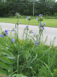 Image result for Commelina reptans