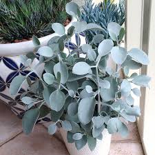 Kalanchoe Hildebrandtii Cuttings In 2020 Plants Plant Care Houseplant Foliage Plants