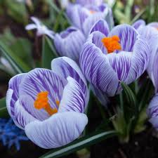 Image result for Commicarpus grandiflorus