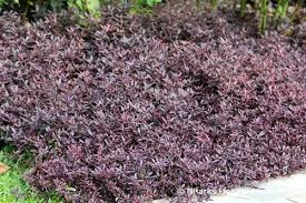 Image result for Alternanthera sessilis