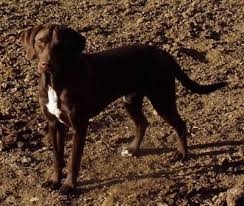 German shorthaired pointer lab mix puppies. German Shorthaired Lab Dog Breed Information And Pictures