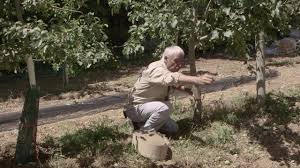 Comment Soigner Naturellement Ses Fruitiers Le Traitement D Hiver Sur Pommier Cerisier Abricotier Youtube